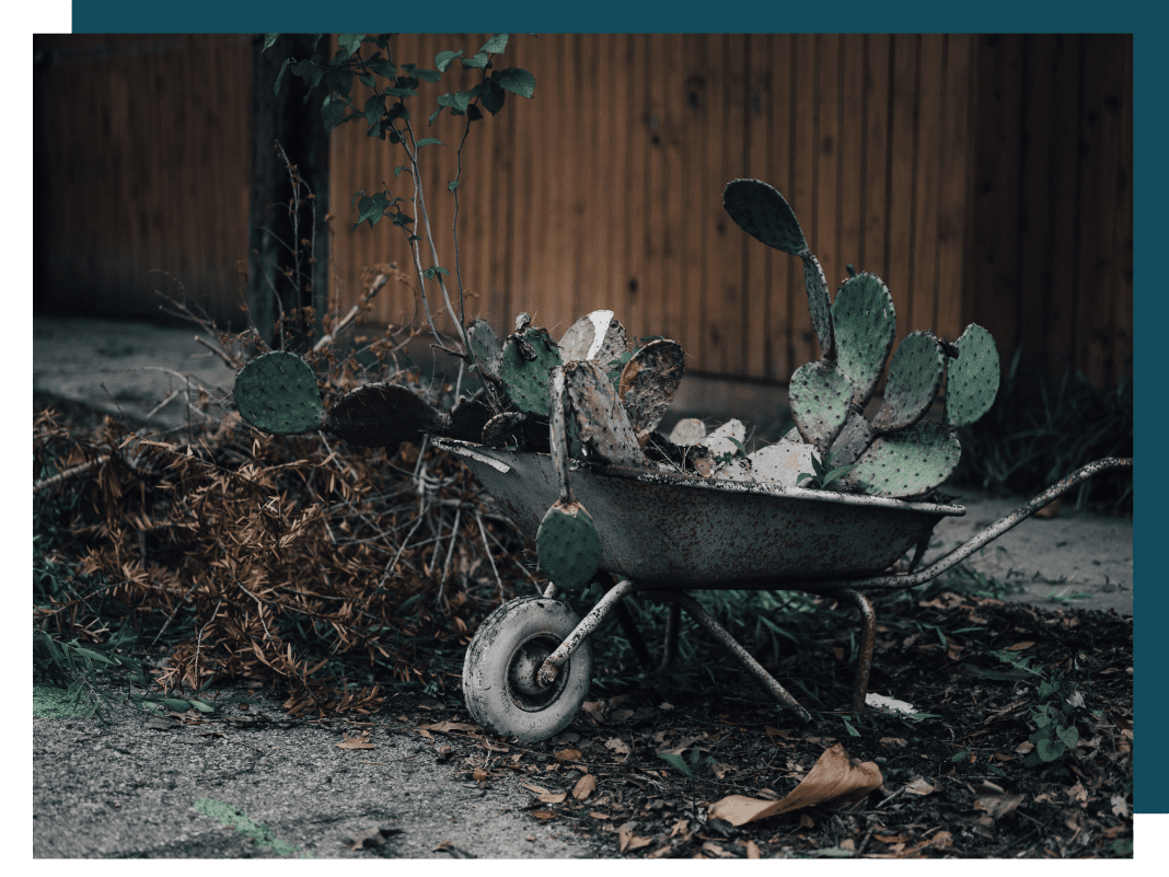 A wheelbarrow full of plants in the dirt.